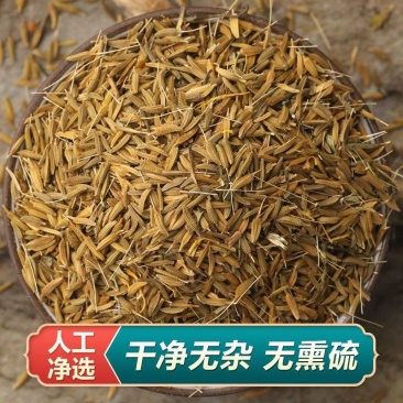 蒲公英种子大量上市，全国各地发货，种植地精选