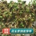 蒲公英种子大量上市，全国各地发货，种植地精选