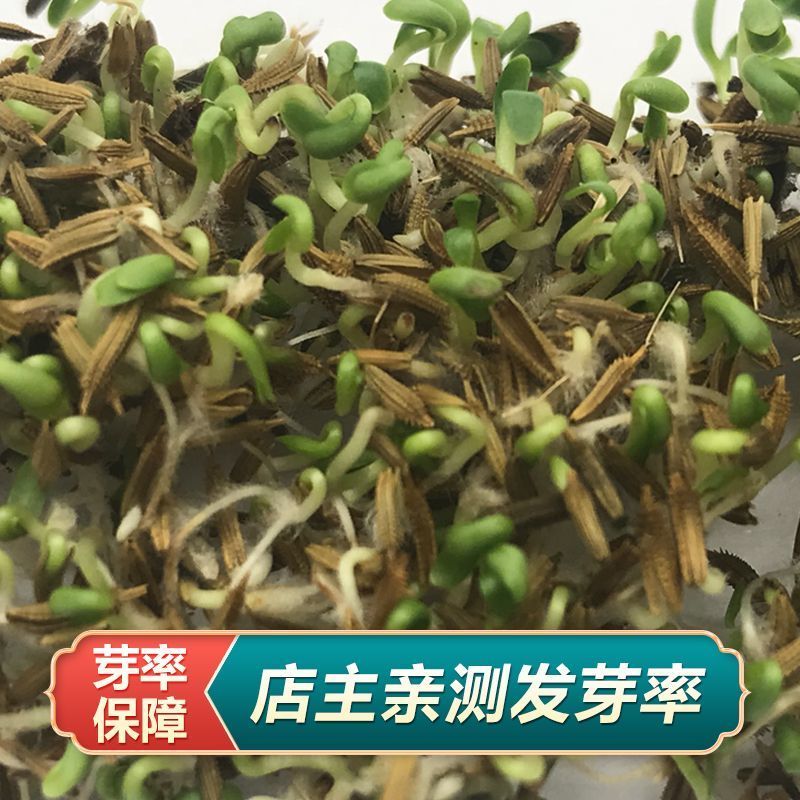 蒲公英种子大量上市，全国各地发货，种植地精选