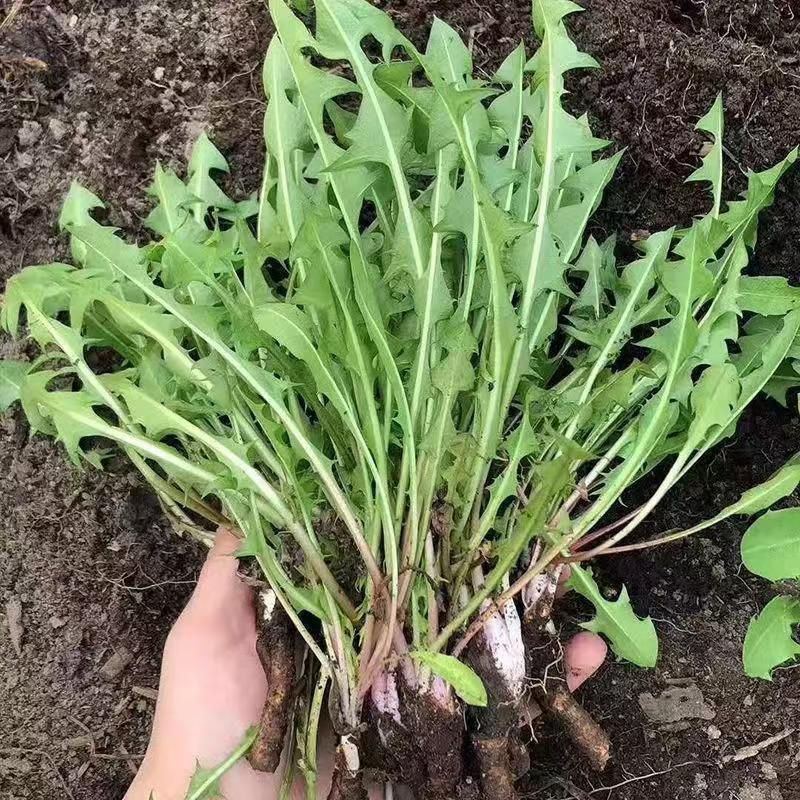 蒲公英种子大量上市，全国各地发货，种植地精选