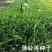 蒲公英种子大量上市，全国各地发货，种植地精选