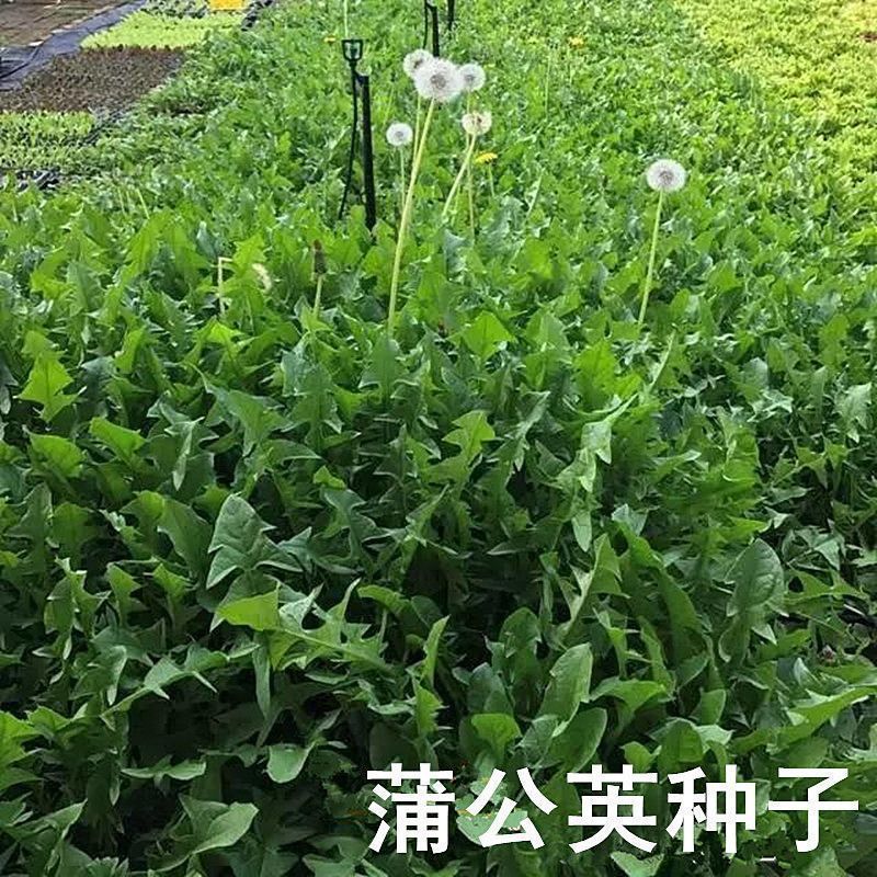 蒲公英种子大量上市，全国各地发货，种植地精选