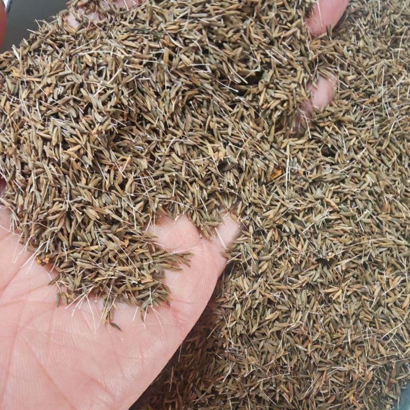 蒲公英种子大量上市，全国各地发货，种植地精选