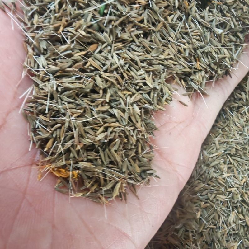 蒲公英种子大量上市，全国各地发货，种植地精选