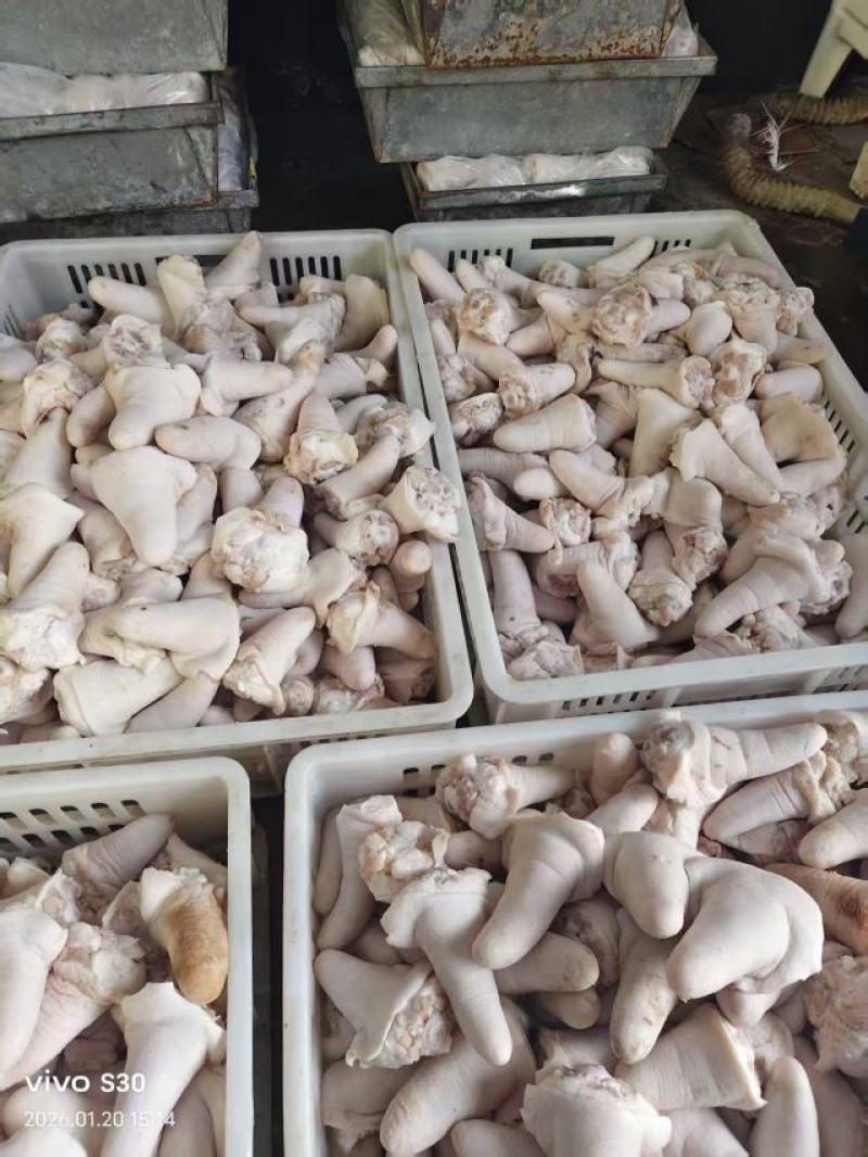 优泽客肥猪短尾
