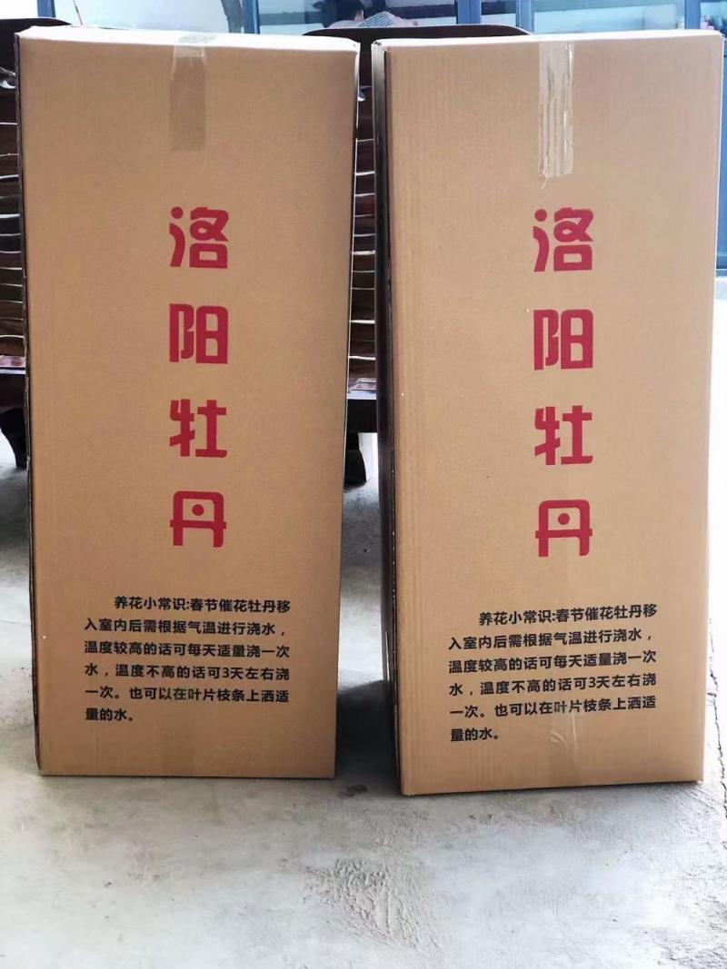 河南洛阳牡丹泡沫托盘育苗盘泡沫箱