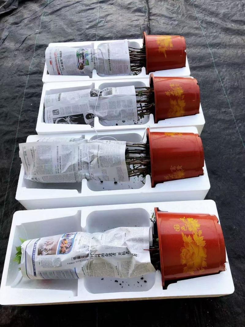 河南洛阳牡丹泡沫托盘育苗盘泡沫箱