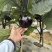 紫光圆茄