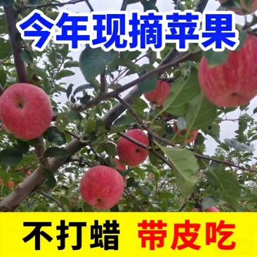 陕西洛川红富士苹果纸袋纸袋商品冷库货大量上市