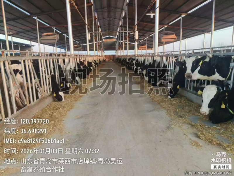 鲜牛奶纯奶鲜奶生鲜乳出场检测量大可谈