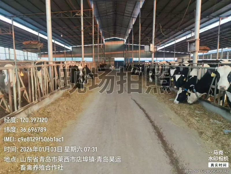 鲜牛奶纯奶鲜奶生鲜乳出场检测量大可谈