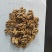 新二高尖普白头路