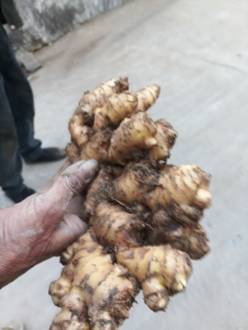 窖藏小黄姜。质量好。货源充足。