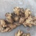 窖藏小黄姜。质量好。货源充足。