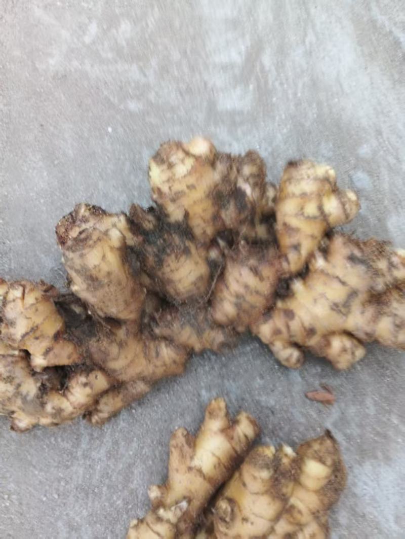 窖藏小黄姜。质量好。货源充足。