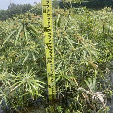 风车草（旱伞草）