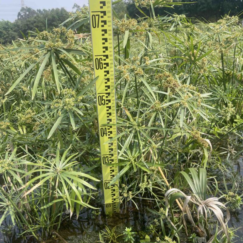 风车草（旱伞草）