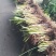 风车草（旱伞草）