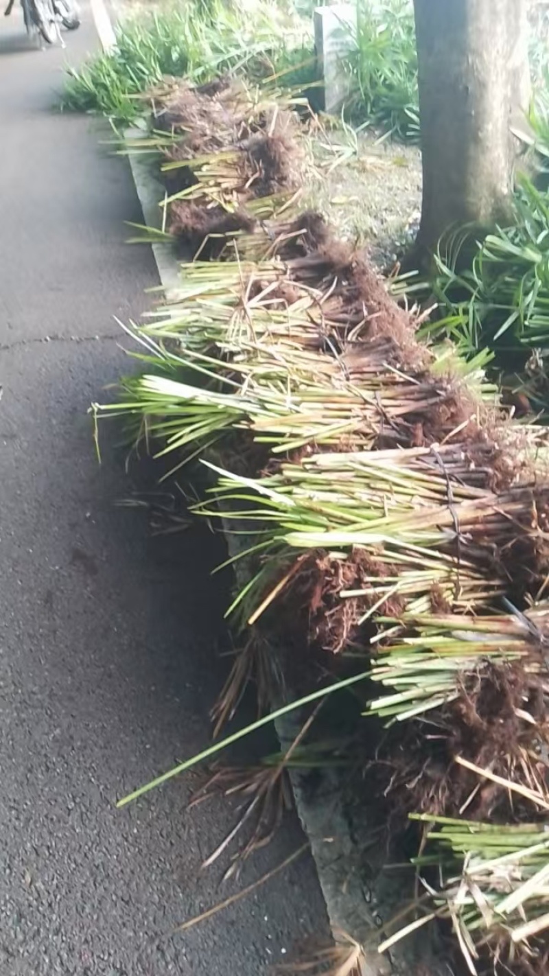 风车草（旱伞草）