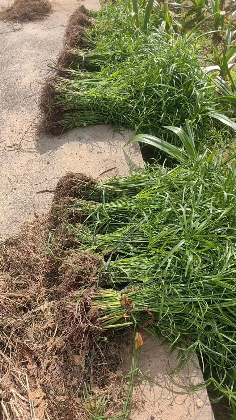 风车草（旱伞草）