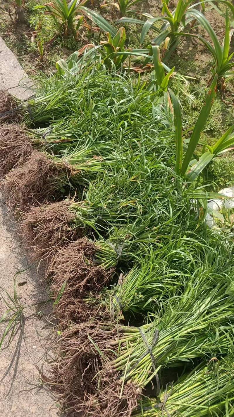 风车草（旱伞草）