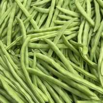 广东四季豆，白花豆，产地直发，大量供应，全国代发
