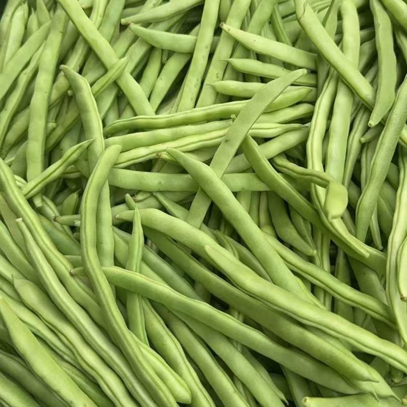 广东四季豆，白花豆，产地直发，大量供应，全国代发