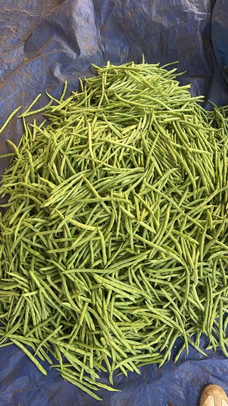 广东四季豆，白花豆，产地直发，大量供应，全国代发