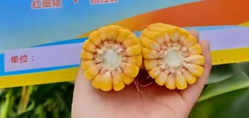 中科玉505DB国审玉米种大棒抗病抗虫害抗草甘膦转基因