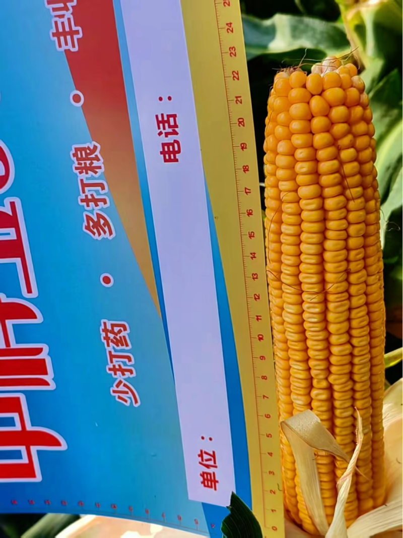 中科玉505DB国审玉米种大棒抗病抗虫害抗草甘膦转基因