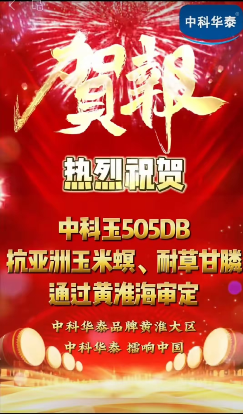 中科玉505DB国审玉米种大棒抗病抗虫害抗草甘膦转基因