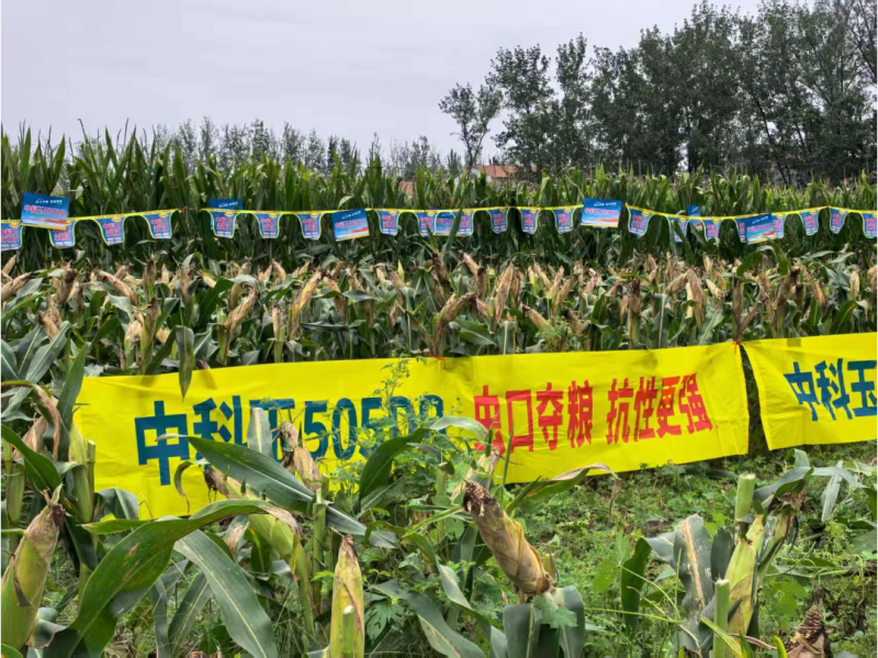 中科玉505DB国审玉米种大棒抗病抗虫害抗草甘膦转基因