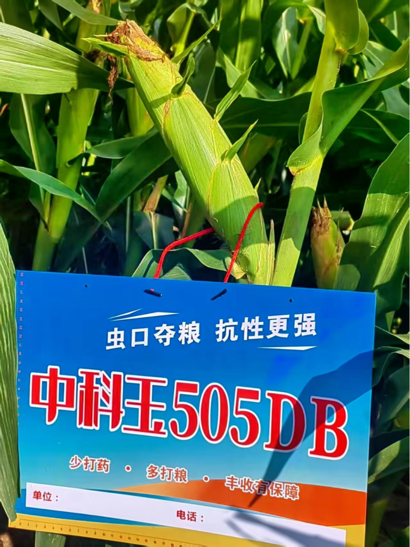 中科玉505DB国审玉米种大棒抗病抗虫害抗草甘膦转基因