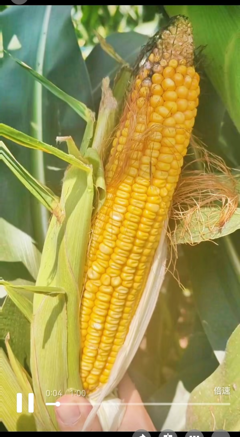 中科玉505DB国审玉米种大棒抗病抗虫害抗草甘膦转基因