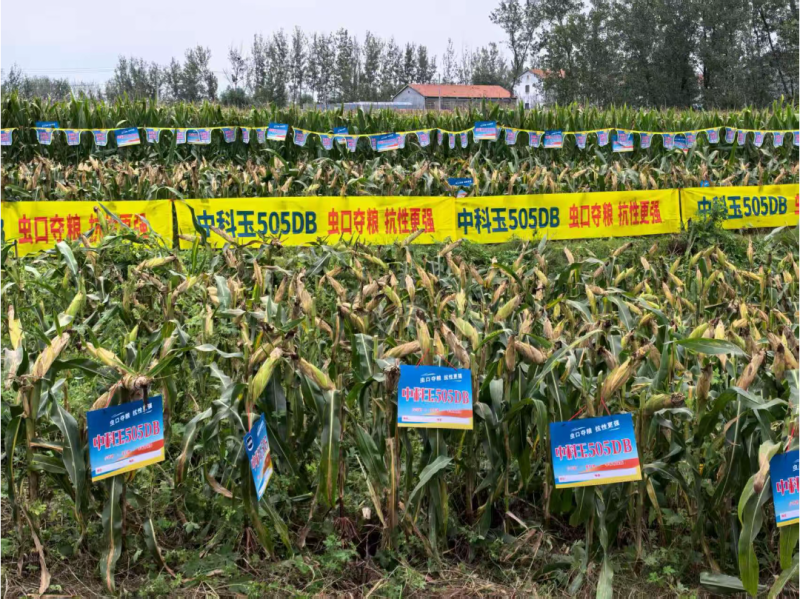 中科玉505DB国审玉米种大棒抗病抗虫害抗草甘膦转基因
