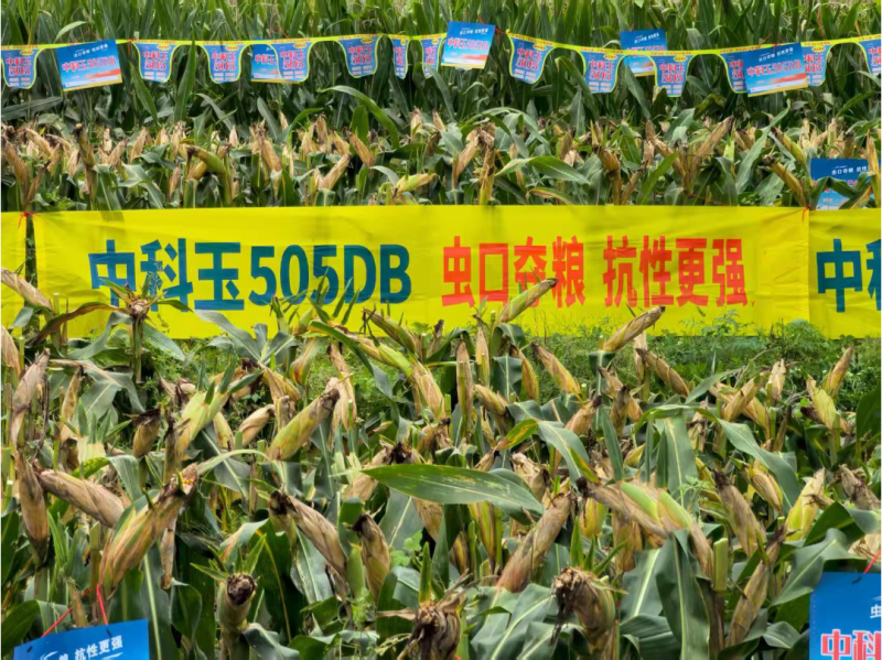 中科玉505DB国审玉米种大棒抗病抗虫害抗草甘膦转基因