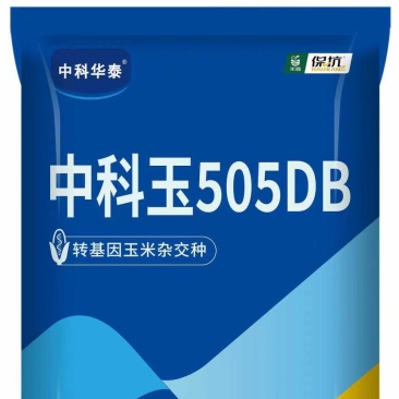 中科玉505DB国审玉米种大棒抗病抗虫害抗草甘膦转基因