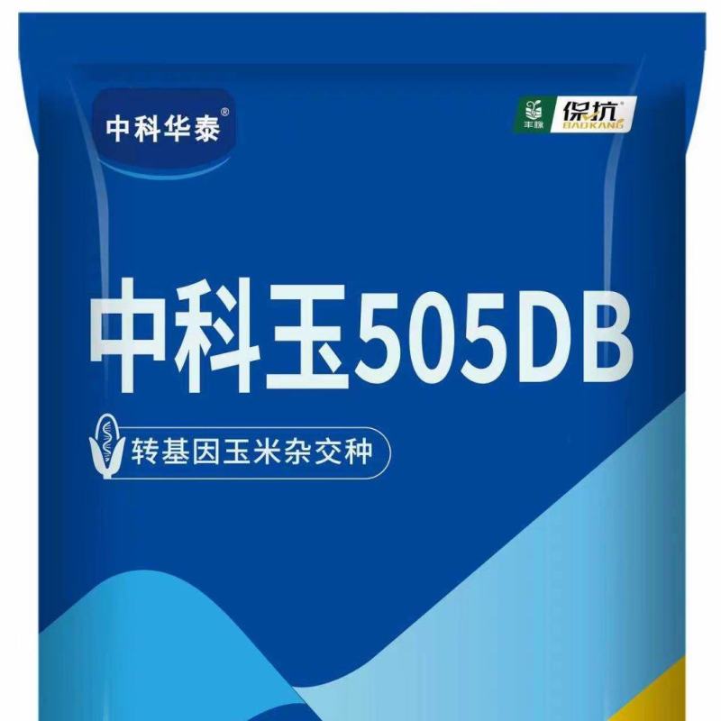 中科玉505DB国审玉米种大棒抗病抗虫害抗草甘膦转基因
