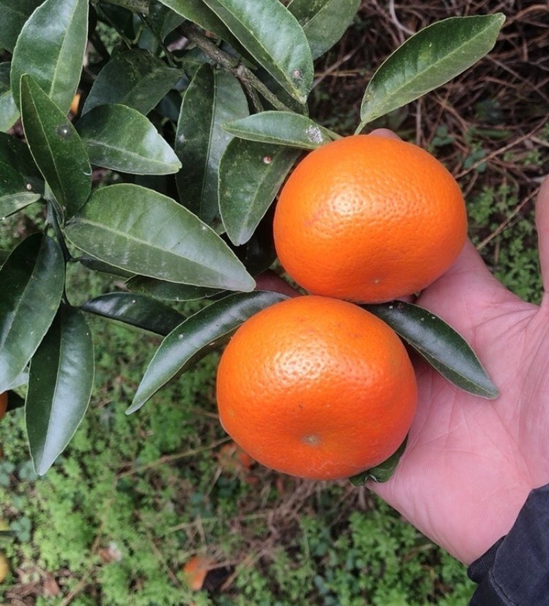 【急售】默科特橘子/重庆万州产地/果园订货洗果打蜡一条龙