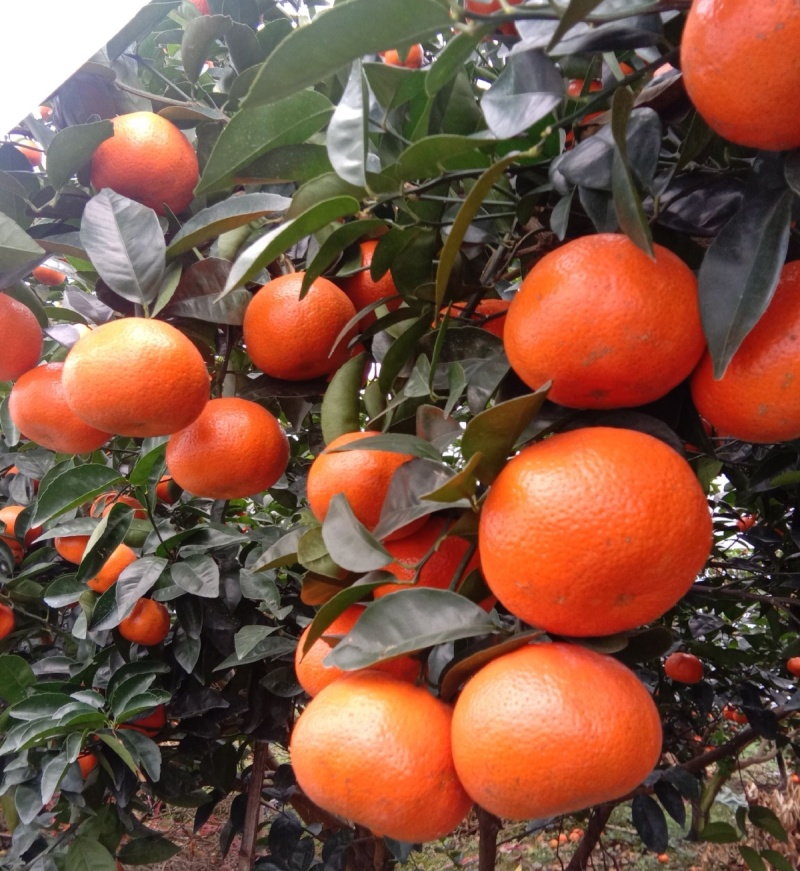 【急售】默科特橘子/重庆万州产地/果园订货洗果打蜡一条龙
