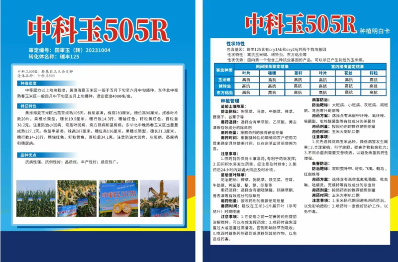 中科玉505R国审玉米种子抗病抗虫高产玉米种子