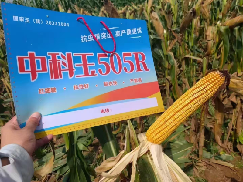 中科玉505R国审玉米种子抗病抗虫高产玉米种子
