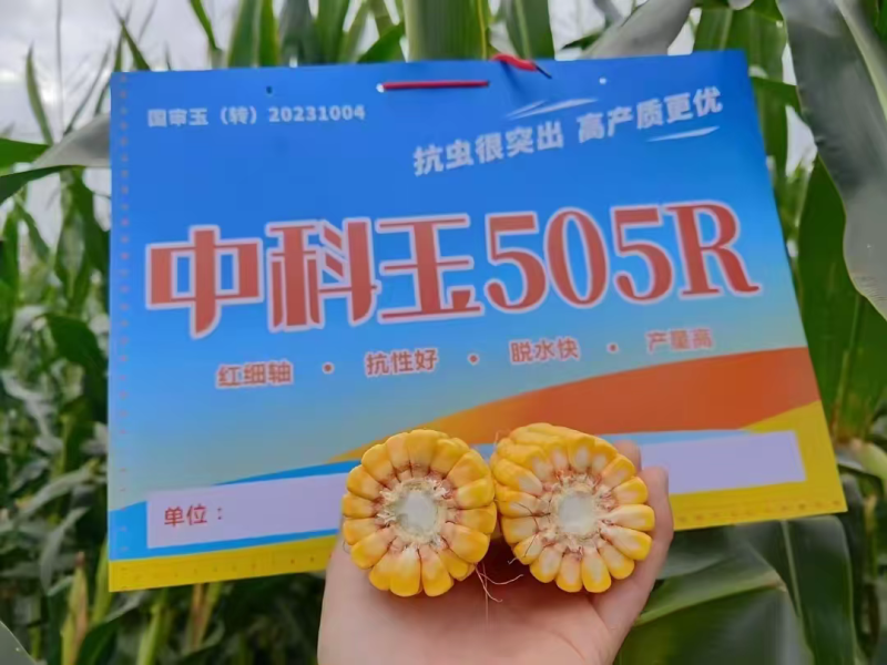 中科玉505R国审玉米种子抗病抗虫高产玉米种子