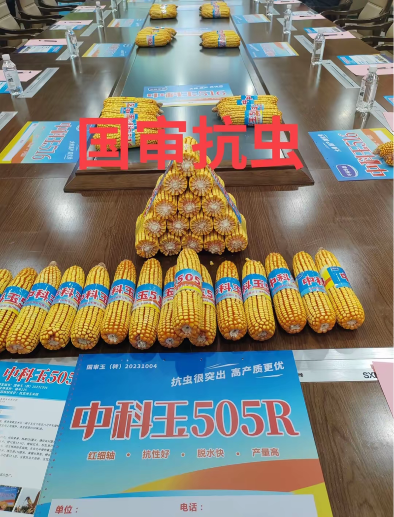 中科玉505R国审玉米种子抗病抗虫高产玉米种子