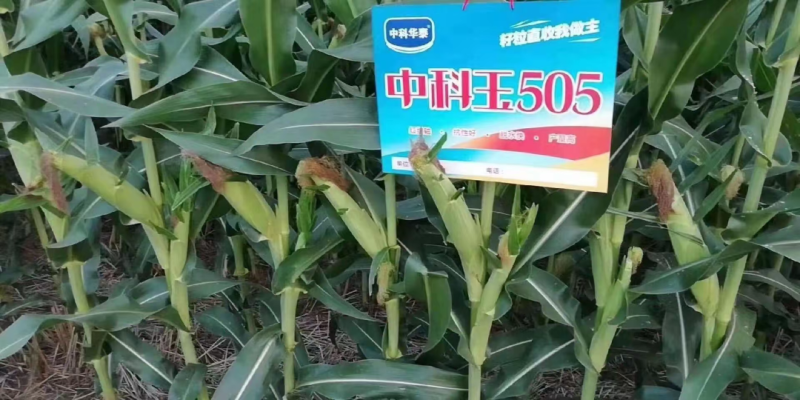 中科玉505国审玉米种