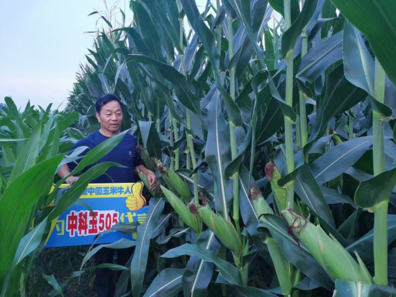 中科玉505国审玉米种