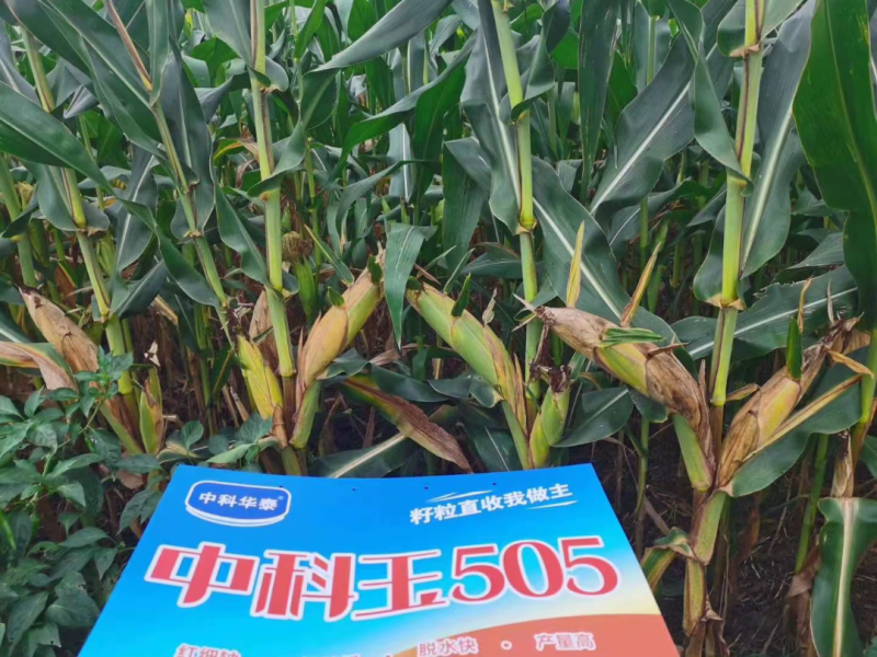 中科玉505国审玉米种