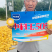 中科玉505国审玉米种