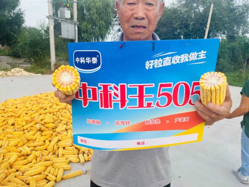 中科玉505国审玉米种