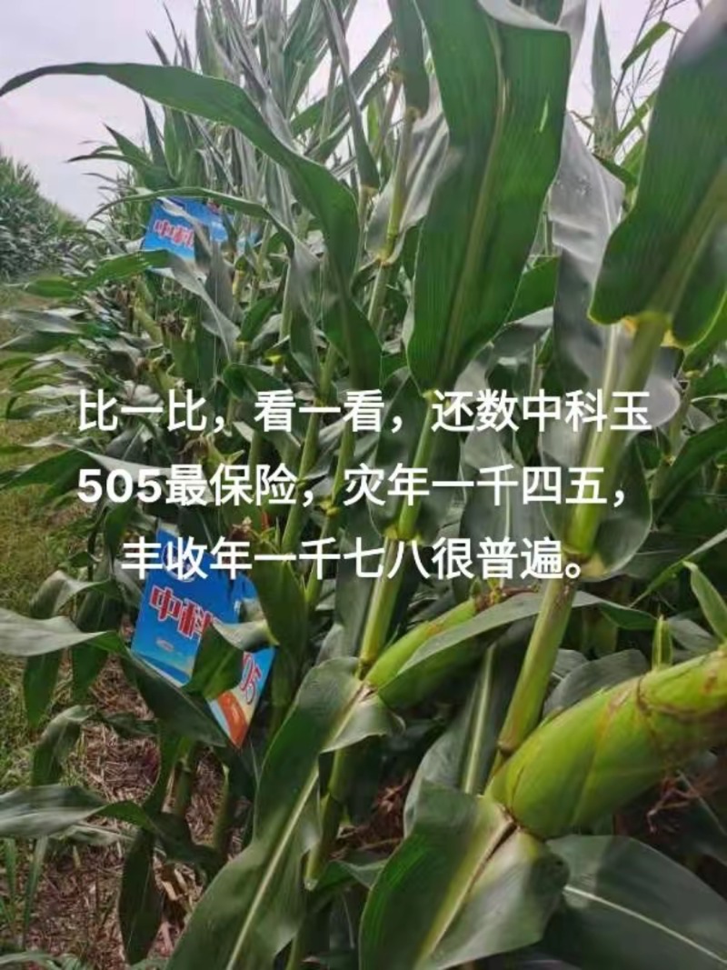 中科玉505国审玉米种